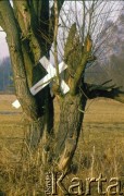 1990, Oświęcim, Polska.
KL Auschwitz Birkenau. Drzewo i biały krzyż.
Fot. Piotr Dylik, zbiory Ośrodka KARTA