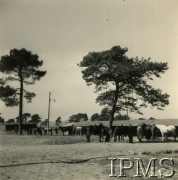 Wiosna 1940, Guer, Francja.
Konie przed stajnią. Podpis: 