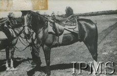 1927-1939, Polska.
Koń z tybunką, pod którą wkładano szable
Fot. NN, Instytut Polski i Muzeum im. gen. Sikorskiego w Londynie