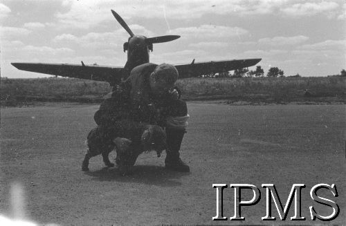 24.06.1943, Northolt, Anglia, Wielka Brytania.
303 Dywizjon Myśliwski, pilot bawi się z psem.
Fot. NN, Instytut Polski i Muzeum im. gen. Sikorskiego w Londynie