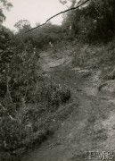 1935-1937, Parana, Brazylia.
Picada (leśna ścieżka) jedyna wówczas droga wiodąca na tereny nad rzeką Piquiri.
Fot. NN, Instytut Polski i Muzeum im. gen. Sikorskiego w Londynie [Koperta 