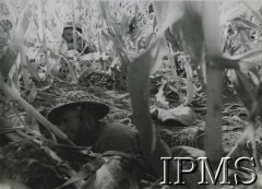 1944-1945, Włochy.
Żołnierze 5 Kresowej Dywizji Piechoty ukryci na polu kukurydzy. Podpis oryginalny: 