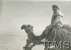 1943, Khanaqin, Irak.
Mieszkaniec Khanaqin na wielbłądzie.
Fot. NN, Kronika 15 Wileńskiego Batalionu Strzelców 