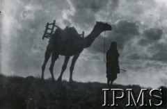 Grudzień 1943, Syria.
Jeździec z wielbłądem.
Fot. NN, Kronika 15 Wileńskiego Batalionu Strzelców 