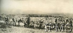 Styczeń 1944, okolice Qassasin, Egipt.
Koczownicze plemię arabskie ze stadami wielbłądów i owiec.
Fot. NN, Kronika 15 Wileńskiego Batalionu Strzelców 