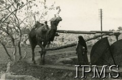 Styczeń 1944, okolica Kairu, Egipt.
Wielbłąd zaprzężony w kierat do nawadniania pól.
Fot. NN, Kronika 15 Wileńskiego Batalionu Strzelców 