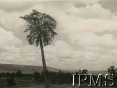 1945-1947, Rongai, Kenia. 
Panorama okolic osiedla dla polskich uchodźców.
Fot. NN, kolekcja: Osiedla polskie w Afryce, Instytut Polski i Muzeum im. gen. Sikorskiego w Londynie