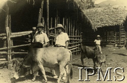 1944-1945, Morogoro, Tanganika (obecnie Tanzania).
Osiedle dla polskich uchodźców. Farmerzy i trzoda chlewna.
Fot. NN, Kolekcja: Osiedla polskie w Afryce, Instytut Polski i Muzeum im. gen. Sikorskiego w Londynie