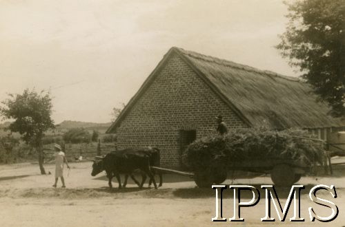 1943-1946, Rusape, Rodezja Południowa.
Osiedle dla polskich uchodźców. Praca na farmie.
Fot. NN, kolekcja: Osiedla polskie w Afryce, Instytut Polski i Muzeum im. gen. Sikorskiego w Londynie