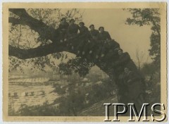 1.01.1945, Włochy.
Żołnierze 2 Korpus Polskiego na drzewie. Podpis oryginalny: 
