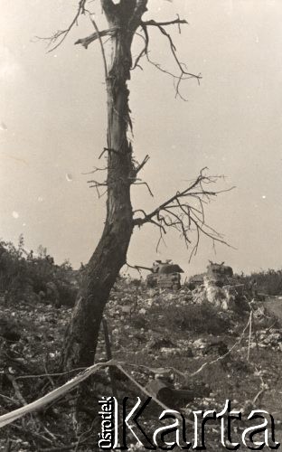 Maj 1944, rejon Monte Cassino, Włochy.
Bitwa pod Monte Cassino, ostrzelane drzewo i biała taśma wyznaczająca drogę, którą jadą dwa czołgi. 
Fot. NN, zbiory Instytutu Józefa Piłsudskiego w Londynie


