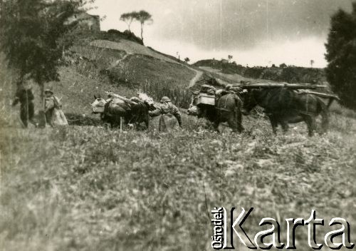 Maj 1944, rejon Monte Cassino, Włochy.
Bitwa pod Monte Cassino. Kolumna transportowa - muły niosące zaopatrzenie żołnierzom walczącym w wyższych partiach gór.
Fot. kpt. lekarz Zbigniew Godlewski, zbiory Instytutu Józefa Piłsudskiego w Londynie
