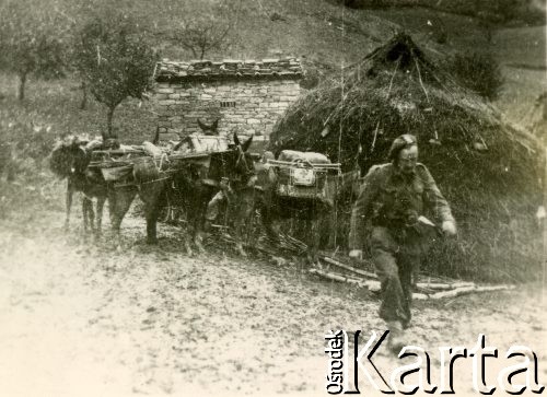 Maj 1944, rejon Monte Cassino, Włochy.
Bitwa pod Monte Cassino. Kolumna transportowa - muły niosące wyposażenie oddziałów medycznych.
Fot. kpt. lekarz Zbigniew Godlewski, zbiory Instytutu Józefa Piłsudskiego w Londynie

