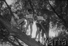 Czerwiec-lipiec 1995, Malbork, Polska.
Dzieci na drzewie.
Fot. Kacper M. Krajewski, zbiory Ośrodka KARTA