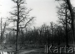 26.04.1940, Bielany.
Las bielański.
Fot. F. Krabicka, zbiory Ośrodka KARTA, udostępniła Agata Bujnowska