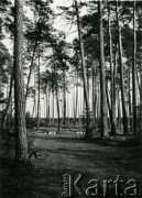 Czerwiec 1940, Lipa (?).
Las.
Fot. F. Krabicka, zbiory Ośrodka KARTA, udostępniła Agata Bujnowska