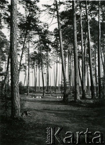Czerwiec 1940, Lipa (?).
Las.
Fot. F. Krabicka, zbiory Ośrodka KARTA, udostępniła Agata Bujnowska