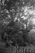 1928, Orów, Polska (obecnie Ukraina).
Witold Lis-Olszewski siedzi na drzewie.
Fot. NN, kolekcja Witolda Lis-Olszewskiego, zbiory Ośrodka KARTA