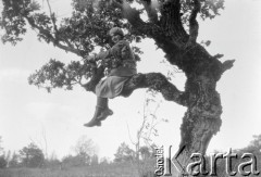 1928, Orów, Polska (obecnie Ukraina).
Henryka Lis-Olszewska siedzi na drzewie.
Fot. NN, kolekcja Witolda Lis-Olszewskiego, zbiory Ośrodka KARTA