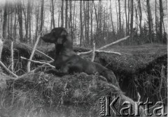 Kwiecień 1928, Borysław (okolice), Polska.
Wycieczka pod miasto, n/z pies. Na odwrocie zdjęcia dopisek: 