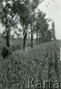 1944, Włochy.
Kampania włoska. Portret żołnierza w łanach zbóż, w tle szpaler drzew.
Fot. NN, zbiory Ośrodka KARTA, udostępniła Magdalena Braun
