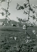 1944, Włochy.
Kwitnące pąki na drzewach w obozie wojskowym.
Fot. NN, zbiory Ośrodka KARTA, udostępniła Magdalena Braun