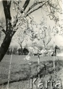 Lata 40., Włochy.
Namioty wojskowe na tle kwitnących drzew.
Fot. NN, zbiory Ośrodka KARTA, udostępniła Magdalena Braun