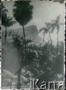 Przed 1939, Rio de Janeiro, Brazylia.
Palmy, w oddali widoczny pomnik Chrystusa Odkupiciela na górze Corcovado.
Fot. NN, kolekcja Wacława Urbanowicza, zbiory Ośrodka KARTA