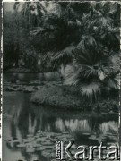 Przed 1939, Ameryka Południowa.
Roślinność południowoamerykańska.
Fot. NN, kolekcja Wacława Urbanowicza, zbiory Ośrodka