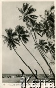 Cejlon (Sri Lanka)
Palmy w pobliżu plaży.
Fot. NN, kolekcja Wacława Urbanowicza, zbiory Ośrodka KARTA