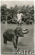 Rzeka Katugastota, Kandy, Cejlon (Sri Lanka).
Mężczyzna stojący na młodym słoniu.
Fot. NN, kolekcja Wacława Urbanowicza, zbiory Ośrodka KARTA
