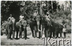 Kandy, Cejlon (Sri Lanka).
Parada słoni.
Fot. NN, kolekcja Wacława Urbanowicza, zbiory Ośrodka KARTA