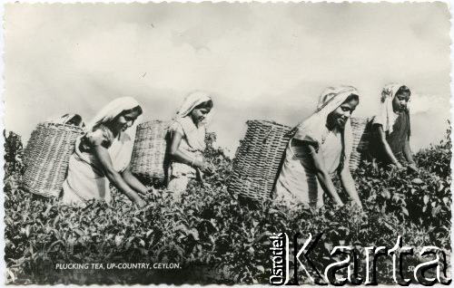 Cejlon (Sri Lanka).
Kobiety zbierające herbatę.
Fot. NN, kolekcja Wacława Urbanowicza, zbiory Ośrodka KARTA