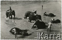 Rzeka Katugastota, Cejlon (Sri Lanka).
Kąpiel słoni.
Fot. NN, kolekcja Wacława Urbanowicza, zbiory Ośrodka KARTA