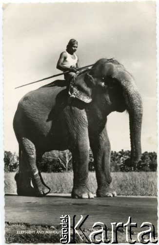 Cejlon (Sri Lanka).
Kornak siedzący na słoniu.
Fot. NN, kolekcja Wacława Urbanowicza, zbiory Ośrodka KARTA