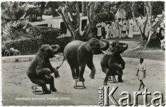Kolombo, Cejlon (Sri Lanka).
Występ słoni.
Fot. NN, kolekcja Wacława Urbanowicza, zbiory Ośrodka KARTA