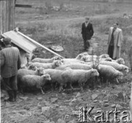 Lata 50., Bieszczady, Polska.
Wypas owiec na hali.
Fot. Jerzy Konrad Maciejewski, zbiory Ośrodka KARTA.