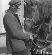 Prawdopodobnie lata 60., Polska.
Rolnik podaje w wiadrze paszę dla swoich koni.
Fot. Jerzy Konrad Maciejewski, zbiory Ośrodka KARTA
