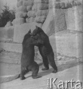 Po 1945, Warszawa, Polska.
Niedźwiedzie z ZOO siłują się na wybiegu.
Fot. Jerzy Konrad Maciejewski, zbiory Ośrodka KARTA