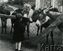 Przed 1939, Warszawa, Polska.
Mały chłopiec ogląda osły w ogrodzie zoologicznym.
Fot. Jerzy Konrad Maciejewski, zbiory Ośrodka KARTA
