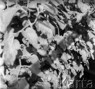 1961, Górce Nowe k. Warszawy, Polska.
Pomidory uprawiane przez ogrodnika w szklarni.
Fot. Jerzy Konrad Maciejewski, zbiory Ośrodka KARTA