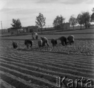 1961, Górce Nowe k. Warszawy, Polska.
Ogrodnicy wykonują wiosenne prace na polu.
Fot. Jerzy Konrad Maciejewski, zbiory Ośrodka KARTA