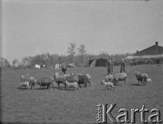 Wiosna 1940, La Maucarriere, Francja.
Żołnierze 2. Dywizji Strzelców Pieszych stoją na polu, na którym pasą się owce. Z tyłu widoczne zabudowania gospodarskie. Oryginalny podpis na odwrocie zdjęcia: 