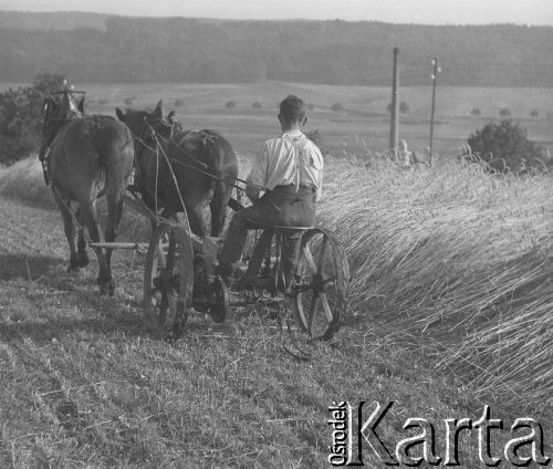 1942-1944, Münchenbuchsee, Szwajcaria.
Żniwa. Mężczyzna prowadzi prawdopodobnie pług konny na polu zbożowym. 
Fot. Jerzy Konrad Maciejewski, zbiory Ośrodka KARTA
