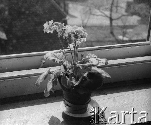 1942-1944, Münchenbuchsee, Szwajcaria.
Kwiaty w doniczce stoją na parapecie okna, w pokoju wynajmowanym przez sierż. Jerzego Konrada Maciejewskiego. 
Fot. Jerzy Konrad Maciejewski, zbiory Ośrodka KARTA 
