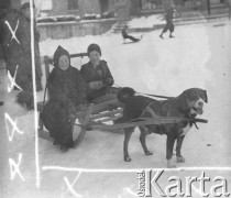 1942-1944, Münchenbuchsee, Szwajcaria.
Pies zaprzęgnięty do sanek, na których siedzą dwaj chłopcy. 
Fot. Jerzy Konrad Maciejewski, zbiory Ośrodka KARTA 
