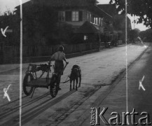1942-1944, Münchenbuchsee, Szwajcaria.
Chłopiec prowadzi po ulicy wózek zaprzęgnięty w psa.
Fot. Jerzy Konrad Maciejewski, zbiory Ośrodka KARTA
