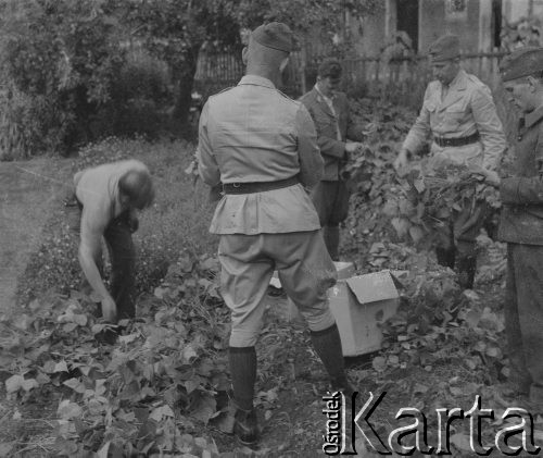 1942-1944, Münchenbuchsee, Szwajcaria.
Internowani żołnierze 2. Dywizji Strzelców Pieszych zbierają warzywa w ogrodzie.
Fot. Jerzy Konrad Maciejewski, zbiory Ośrodka KARTA
