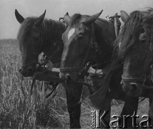 1942-1944, Münchenbuchsee, Szwajcaria.
Konie zaprzęgnięte do wozu, na który szwajcarska rodzina oraz pomagający im polski żołnierz zbierają skoszone zboże z pola.
Fot. Jerzy Konrad Maciejewski, zbiory Ośrodka KARTA
