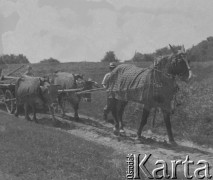1942-1945, Senhoff, Szwajcaria.
Koń oraz dwa woły ciągną wóz. Obok nich idzie mężczyzna. 
Fot. Jerzy Konrad Maciejewski, zbiory Ośrodka KARTA